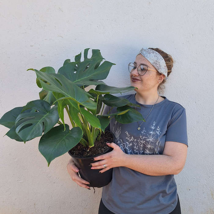 Monstera Deliciosa (Swiss Cheese Plant)