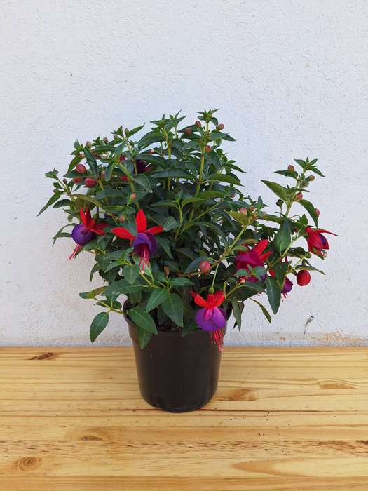 Fuchsia Flower 14cm Nursery Pot
