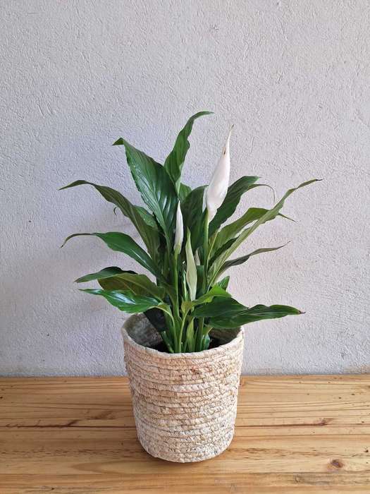 Peace Lily 'Spathiphyllum spp.'