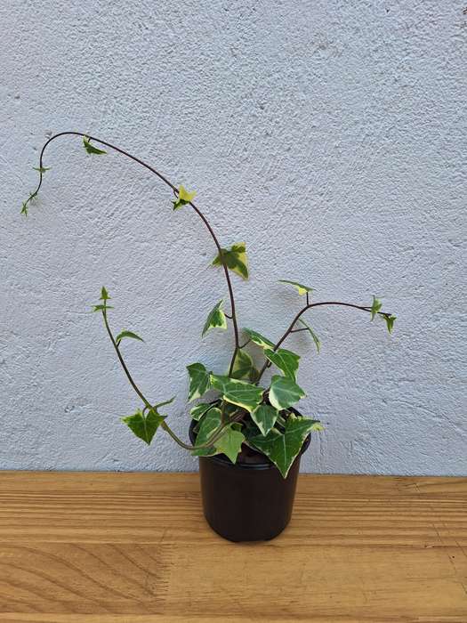Vining Combo (Heartleaf Philodendron, Philodendron Brazil, Golden State Ivy Pothos, Variegated Iv...