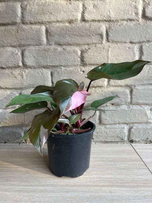 Philodendron Pink Princess