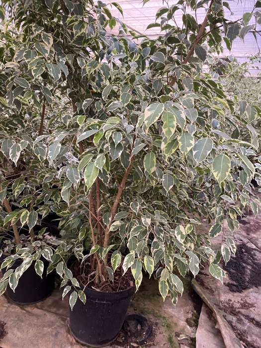 Variegated Weeping Fig (Ficus Benjamina 'Profit') in 19cm Nursery Pot