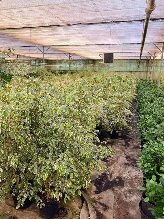 Variegated Weeping Fig (Ficus Benjamina 'Profit') in 19cm Nursery Pot