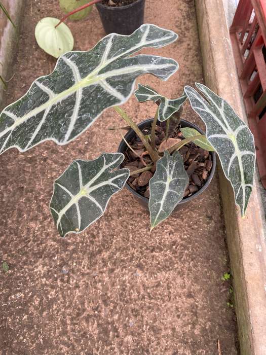 Alocasia Amazonica, African Mask Plant