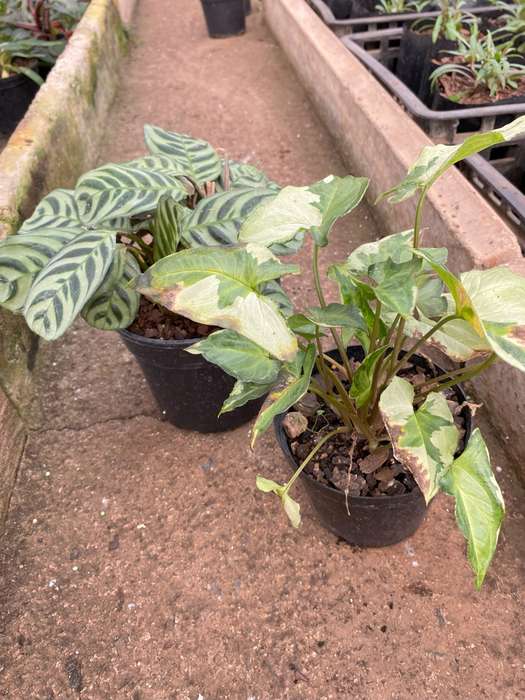 COMBO - Calathea Burle Marxii 14cm and Syngonium 'Three Kings 14cm