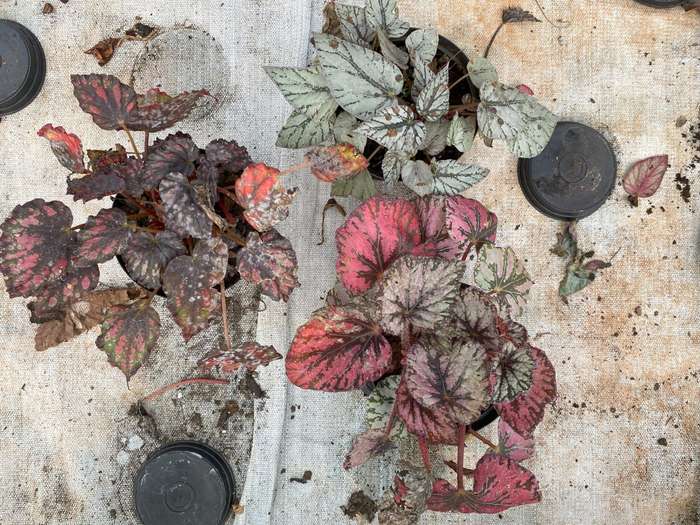 COMBO - Begonia Rex Various B