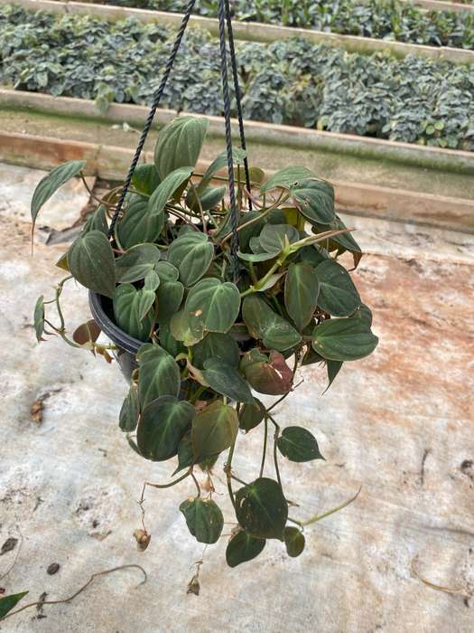 Philodendron 'Micans'