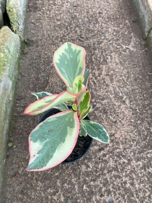 Baby Rubber Plant