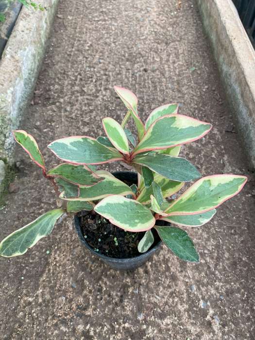 Baby Rubber Plant
