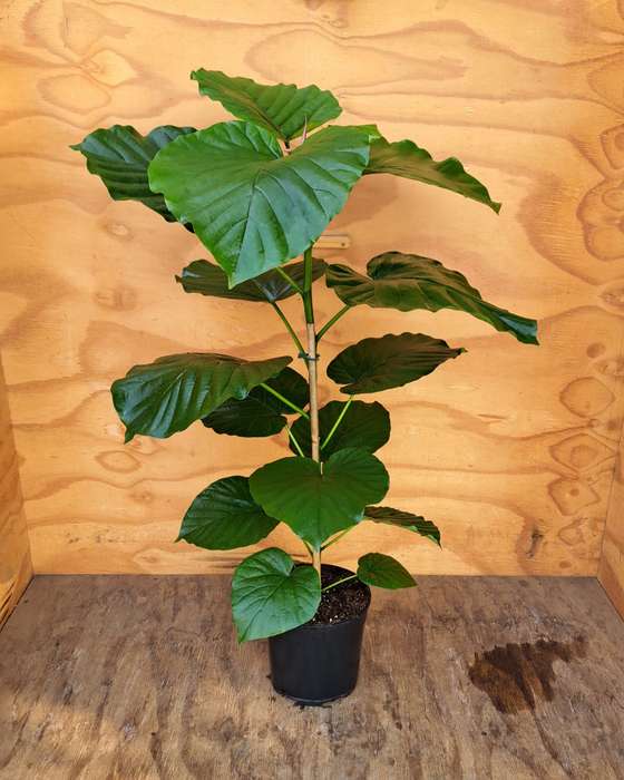 Ficus Umbellata - 19cm