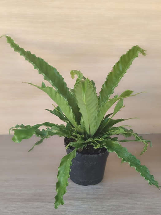 Birds Nest Fern (Asplenium nidus)