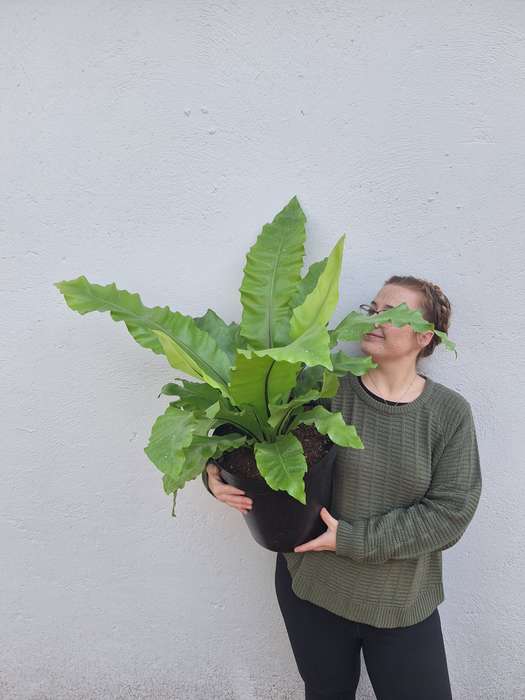 Birds Nest Fern (Asplenium nidus)
