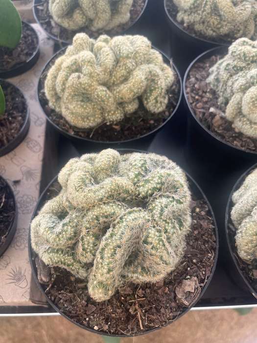 Brain Cactus 'Cristata'