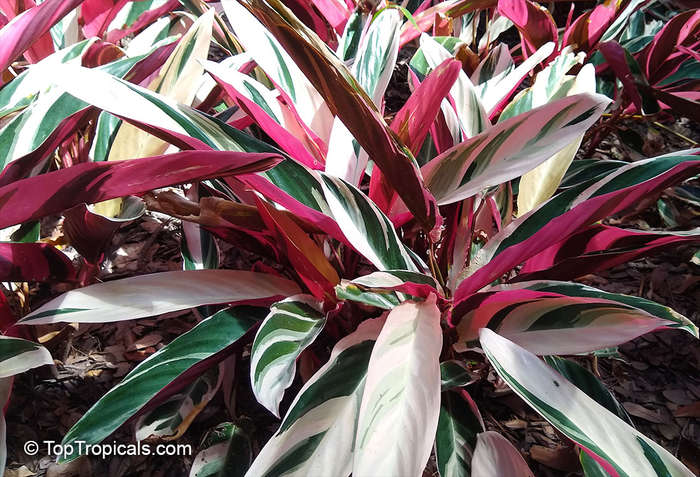 Ctenanthe oppenheimiana 'Quadricolor'