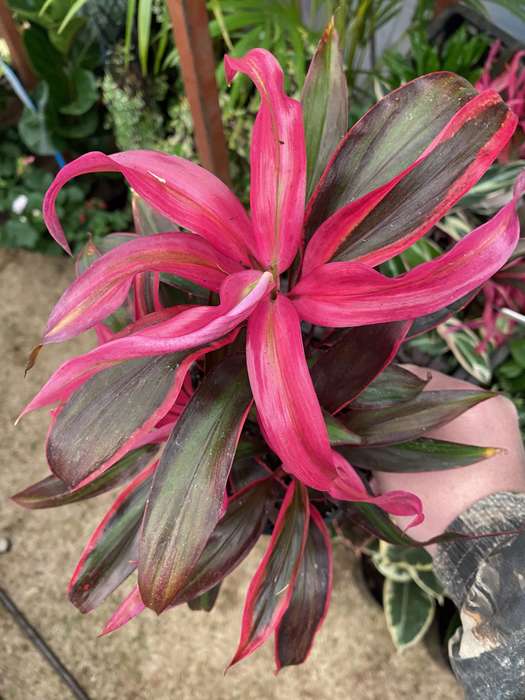Cordyline australis 'Red Edge'