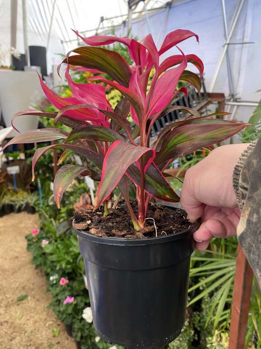 Cordyline australis 'Red Edge'