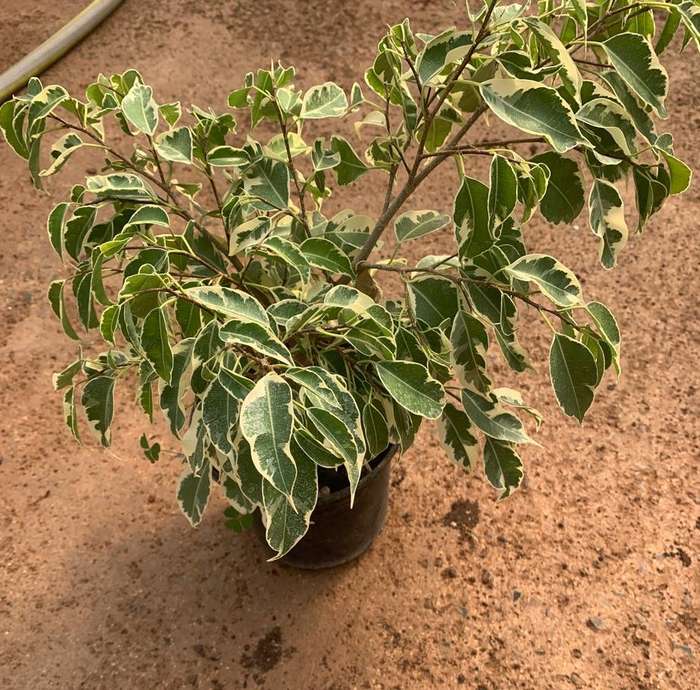 Variegated Weeping Fig 'Ficus Benjamina Profit'