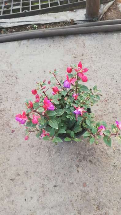 Fuchsia Flower 14cm Nursery Pot