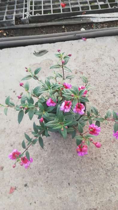 Fuchsia Flower 14cm Nursery Pot