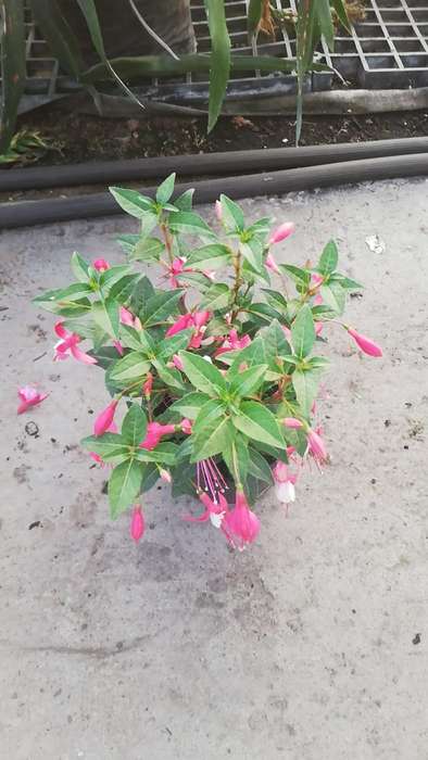 Fuchsia Flower 14cm Nursery Pot
