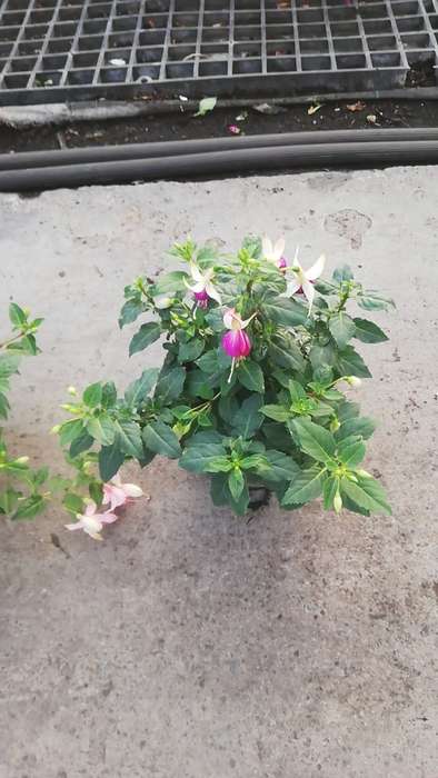 Fuchsia Flower 14cm Nursery Pot
