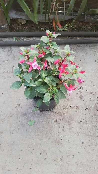 Fuchsia Flower 14cm Nursery Pot