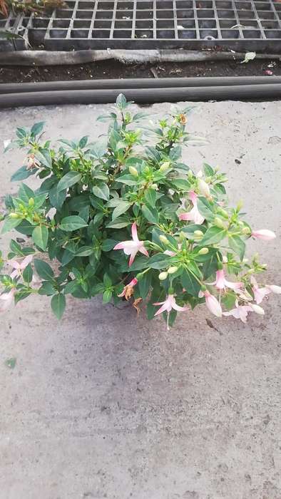 Fuchsia Flower 14cm Nursery Pot