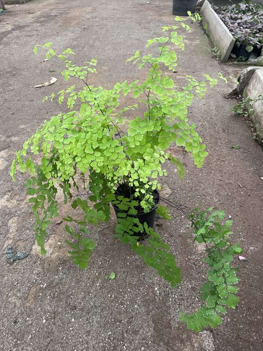 Maidenhair Fern