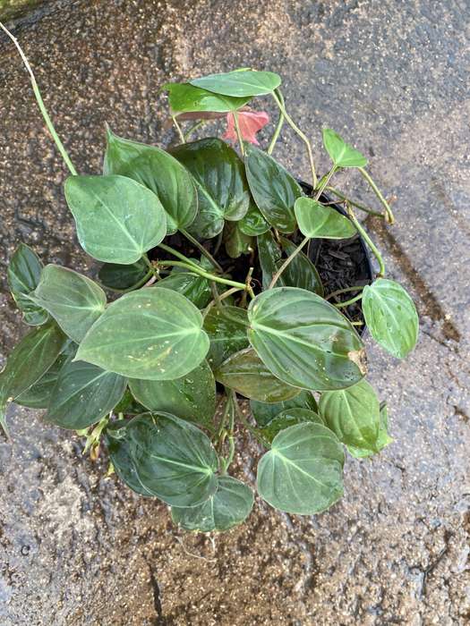 Philodendron 'Micans'