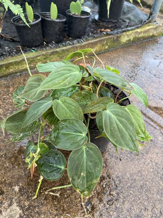 Philodendron 'Micans'