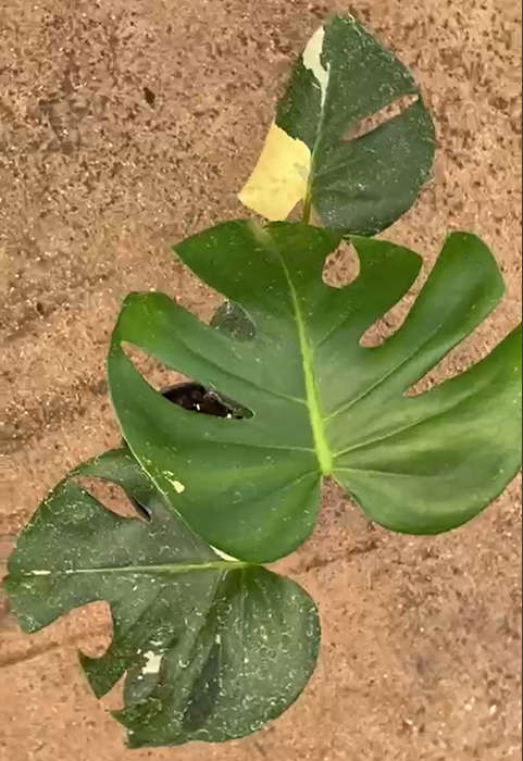 Variegated Monstera (deliciosa)