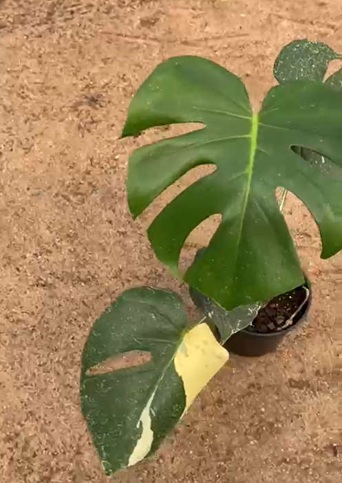 Variegated Monstera (deliciosa)