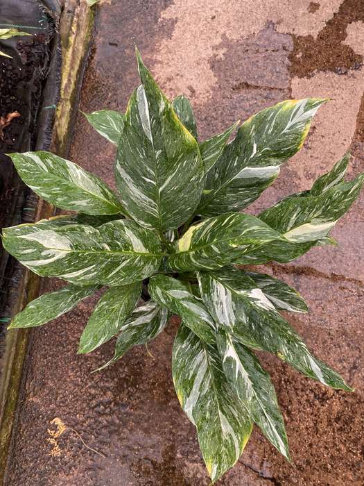 Peace Lily 'Spathiphyllum Jet Diamond'