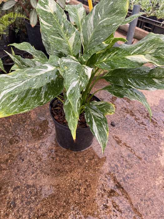Peace Lily 'Spathiphyllum Jet Diamond'