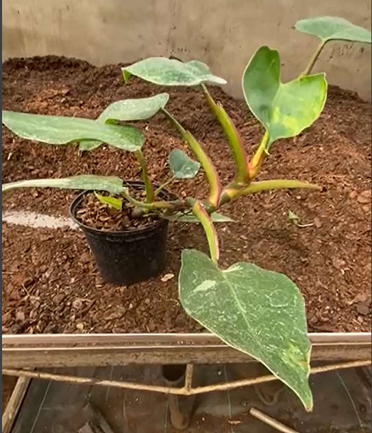 Philodendron 'White Prince', Low Variegation