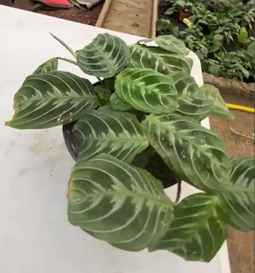 Prayer Plant Green 'Maranta leuconeura kerchoveana'
