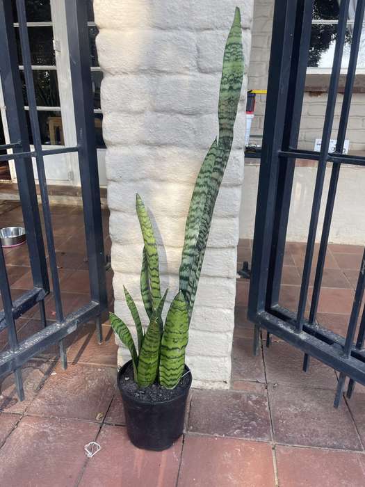 Snake Plant 'Laurentii'