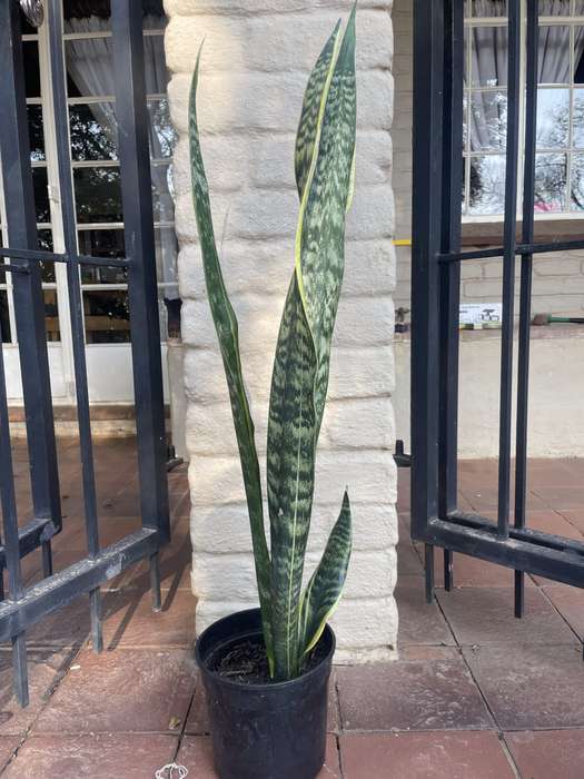 Snake Plant 'Laurentii'