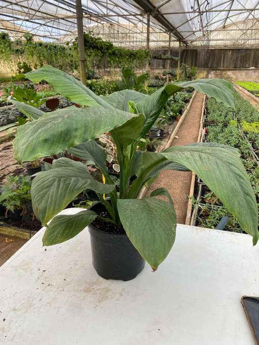 Giant Peace Lily 'Spathiphyllum Sensation'