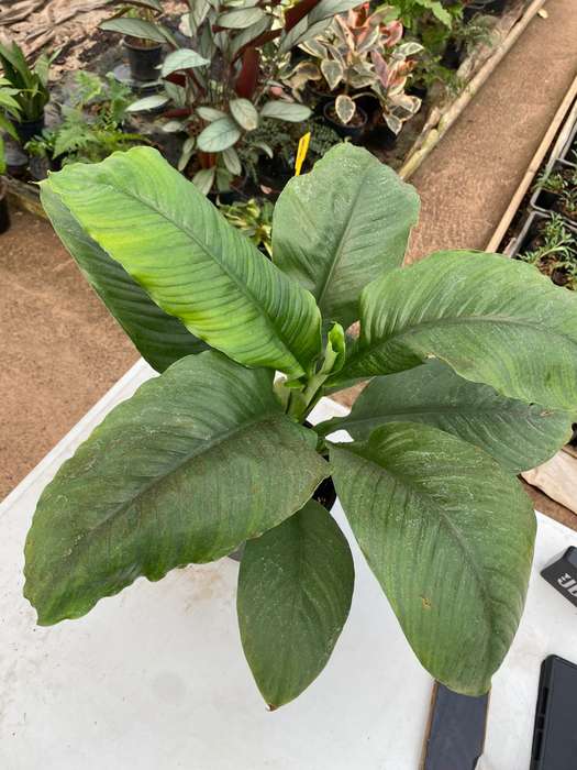 Giant Peace Lily 'Spathiphyllum Sensation'