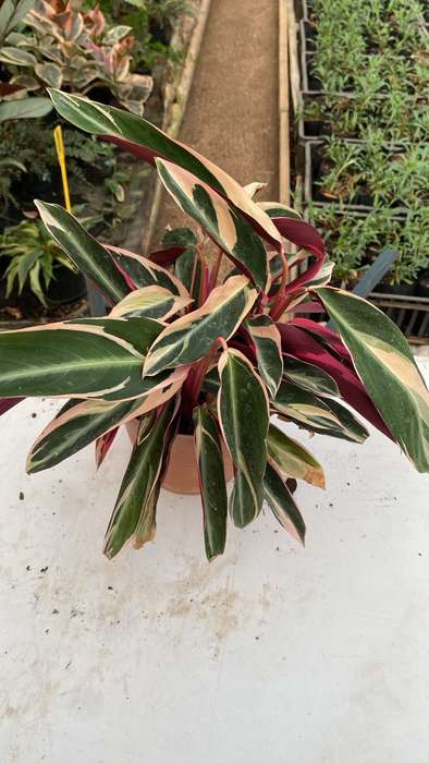 Ctenanthe oppenheimiana 'Quadricolor'