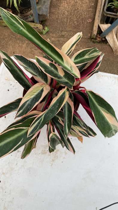 Ctenanthe oppenheimiana 'Quadricolor'