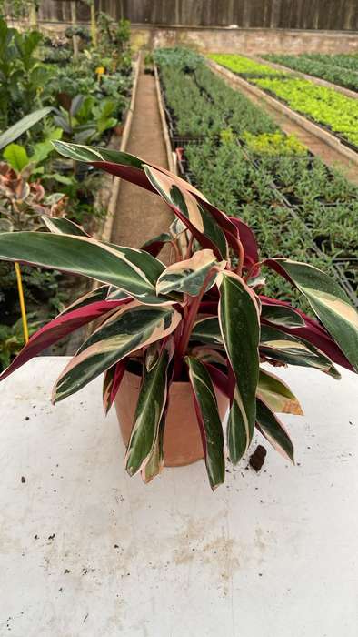 Ctenanthe oppenheimiana 'Quadricolor'
