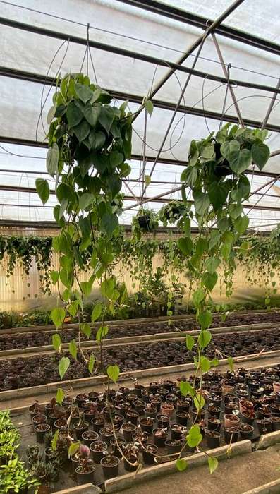 Heartleaf Philodendron 'SCANDENS GREEN'