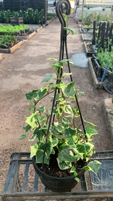 Variegated Ivy (Senecio macroglossus Variegatus)