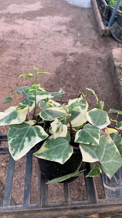 Variegated Ivy (Senecio macroglossus Variegatus)