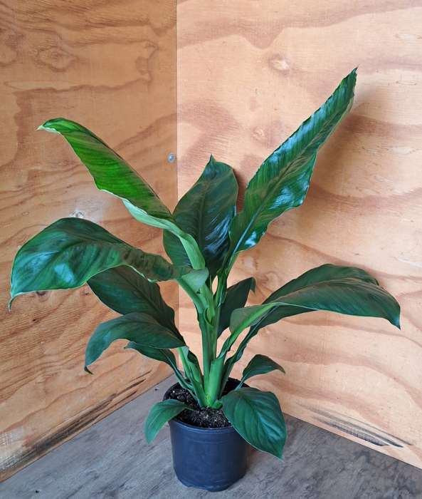 Giant Peace Lily 'Spathiphyllum Sensation'
