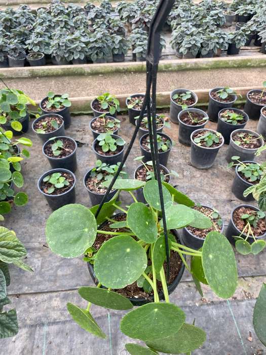 Chinese Money Plant