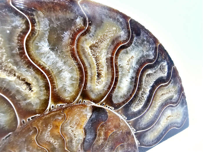 Ammonite Fossil XL A (500g)