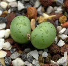 Image result for conophytum uviforme